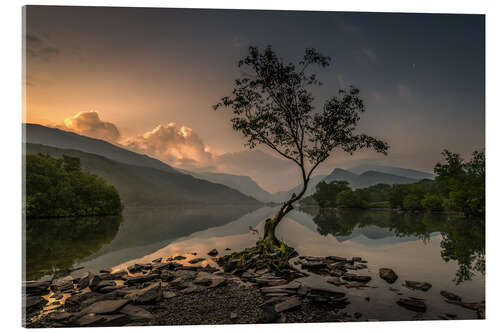 Acrylic print Llanberis Lonely Tree