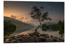 PVC print Llanberis Lonely Tree