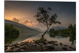 Gallery print Llanberis Lonely Tree