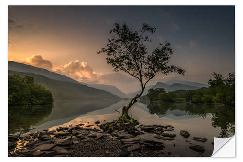 Vinilo para la pared Llanberis Lonely Tree