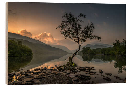 Wood print Llanberis Lonely Tree