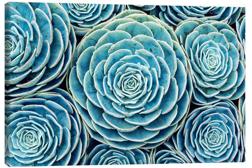 Quadro em tela Succulents Swarm