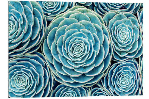 Gallery print Succulents Swarm