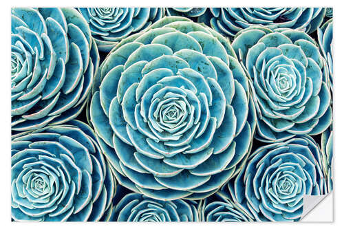 Wall sticker Succulents Swarm