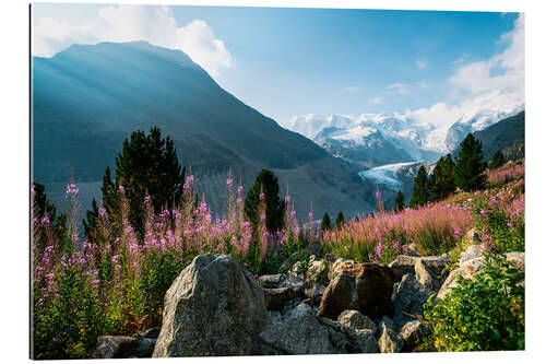 Gallery print Panoramic view of Morteratsch valley with Piz Palu peak in the background Pontresina, Endg