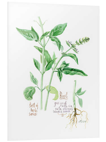 Foam board print Herbs & Spices collection: Basil