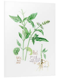 Foam board print Herbs &amp; Spices collection: Basil