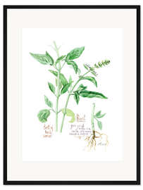 Gerahmter Kunstdruck Basilikum