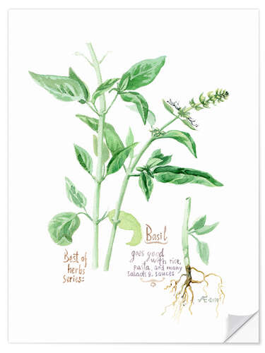 Selvklebende plakat Herbs & Spices collection: Basil