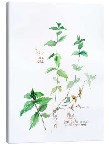 Canvas print Herbs & Spices collection: Mint