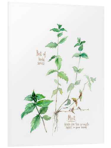 Foam board print Herbs & Spices collection: Mint