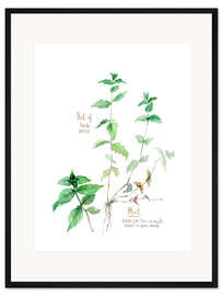 Gerahmter Kunstdruck Minze