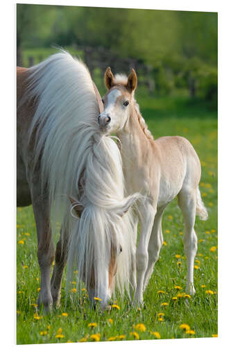 Foam board print Haflinger horse foal beside its mother