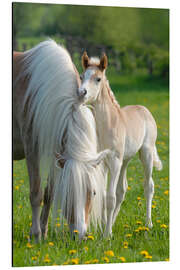 Magnettafel Haflinger Fohlen mit Stute