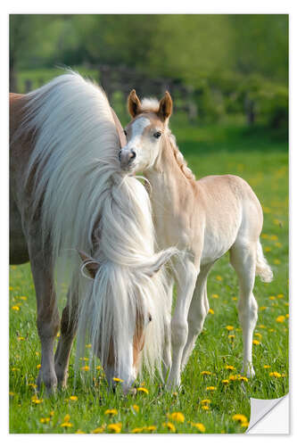 Sticker mural Poulain de race Haflinger près de sa mère