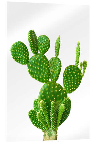 Acrylic print Prickly Precious