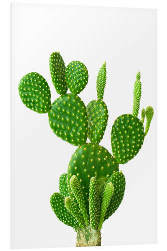 PVC-taulu Prickly Precious