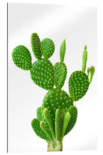 Gallery print Prickly Precious