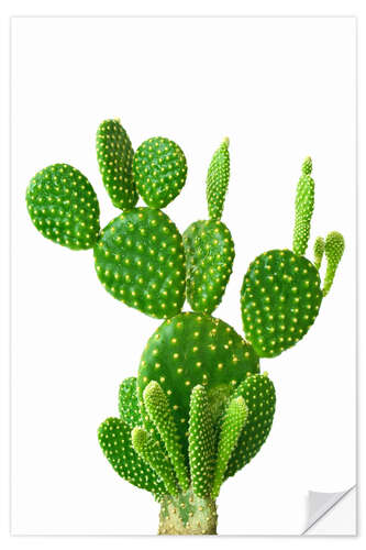 Wall sticker Prickly Precious