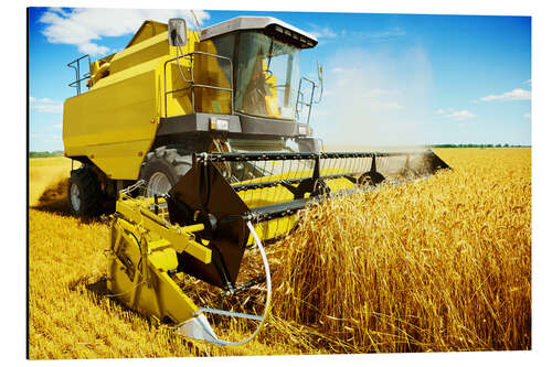 Quadro em alumínio During harvest