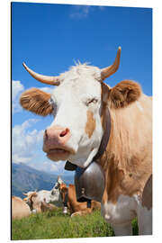 Magnettafel Kuh genießt die Sonne