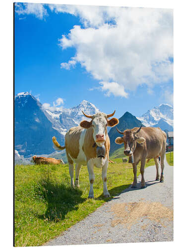 Aluminium print Cows on the Mountain Pasture