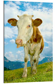 Aluminium print naughty cow