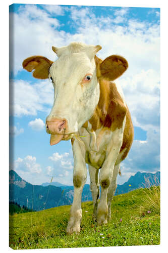 Canvas print naughty cow