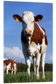 Acrylic print Cow Anna