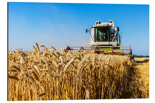 Aluminium print Farmer at harvest