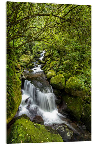 Cuadro de metacrilato Forest stream with waterfall