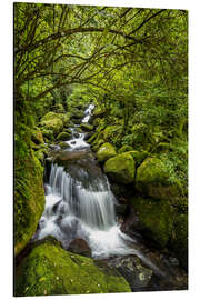 Aluminiumsbilde Forest stream with waterfall