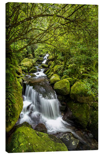 Canvas-taulu Forest stream with waterfall