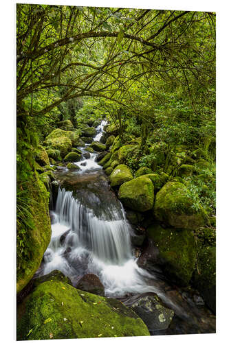 Stampa su PVC Forest stream with waterfall