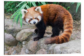 Aluminiumtavla Red Panda