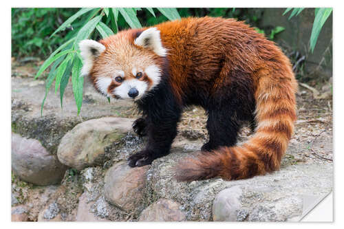 Naklejka na ścianę Red Panda