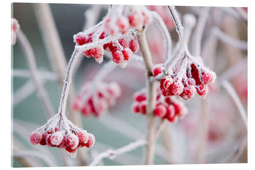 Acrylic print Hoare frost on Rowan berries