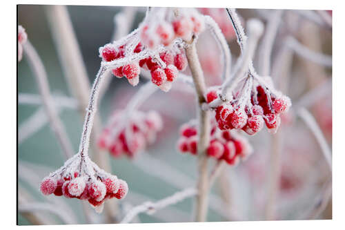 Aluminiumsbilde Hoare frost on Rowan berries