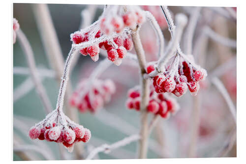 PVC print Hoare frost on Rowan berries