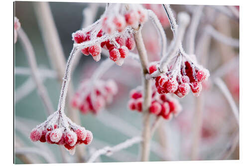 Galleritryk Hoare frost on Rowan berries