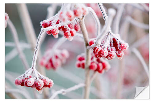 Sisustustarra Hoare frost on Rowan berries