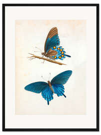 Gerahmter Kunstdruck Schwalbenschwanz-Schmetterling