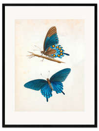 Framed art print Swallowtail butterfly