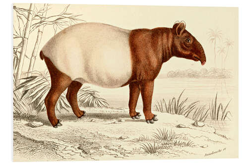 PVC-tavla Indian tapir