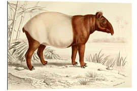 Galleriprint Indian tapir