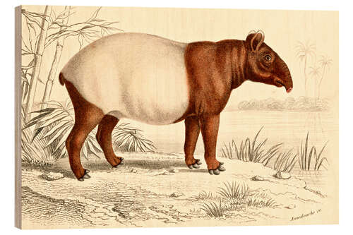 Puutaulu Indian tapir