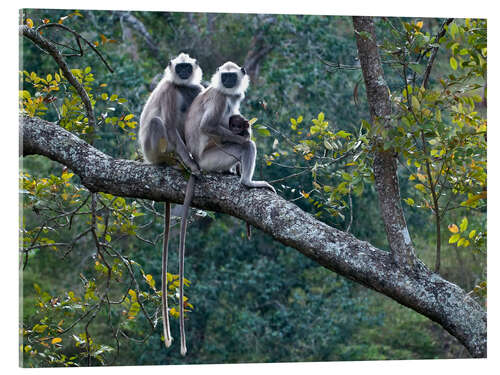 Acrylic print Grey langur monkeys