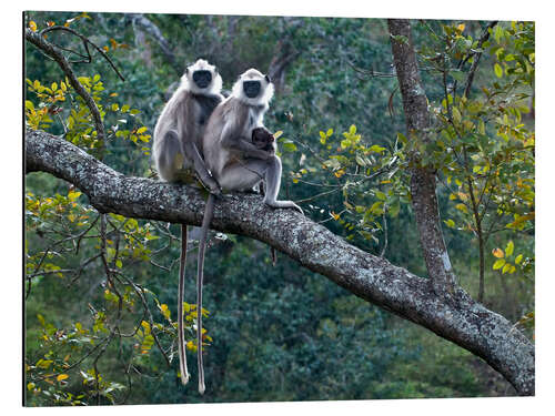 Aluminium print Grey langur monkeys