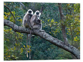 Foam board print Grey langur monkeys