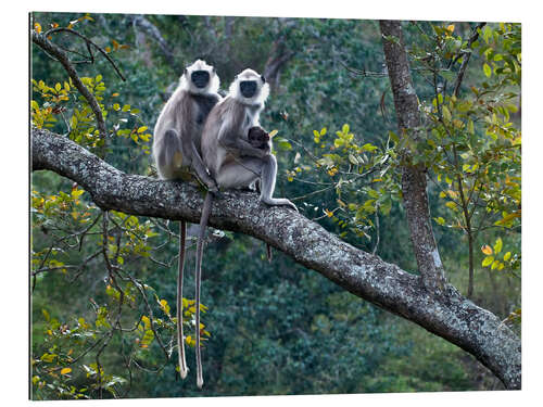 Gallery print Grey langur monkeys